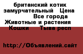 британский котик замурчательный › Цена ­ 12 000 - Все города Животные и растения » Кошки   . Тыва респ.